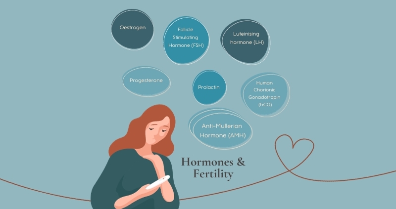 Your hormones and fertility